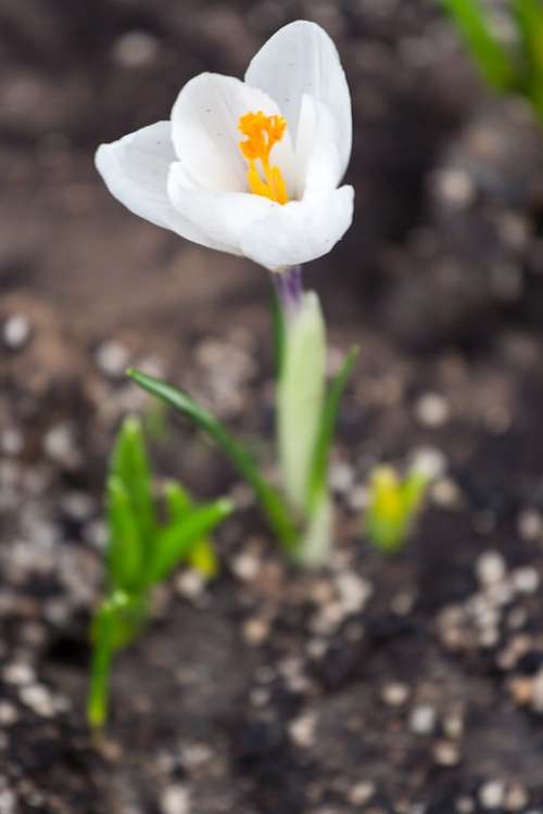 Crocus White Spring Nature Flower Bloom Color