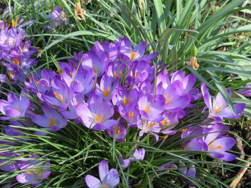 Crocus Flower Spring Purple Bloom