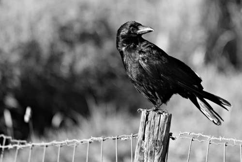 Crow Bird Raven Blackbird Animal Corvus Perched