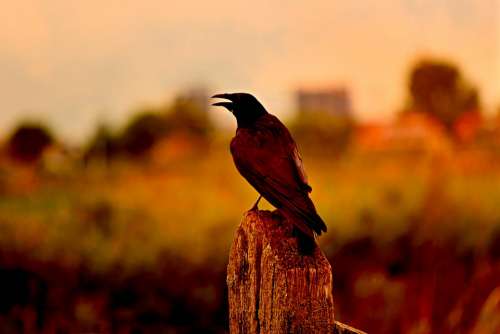Crow Bird Raven Blackbird Animal Plumage Beak