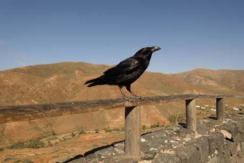 Crow Rook Raven Bird Black Crows Jackdaw Nature
