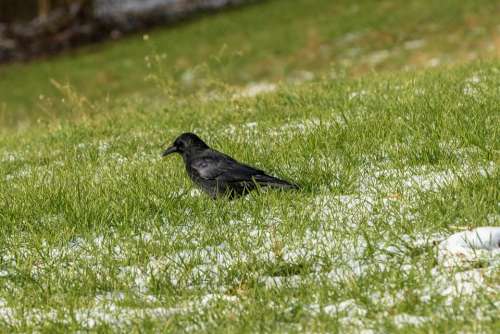 Crow Grass Bird Animal Nature Raven Bird Corvus