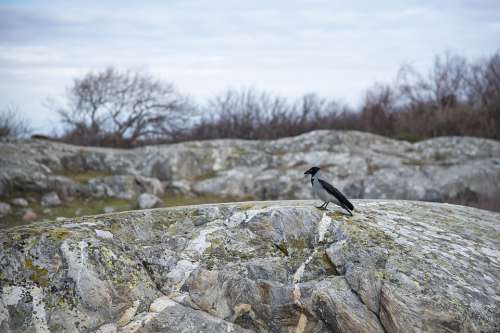 Crow Bird Cliffs Coastal Black Animal Life Nature