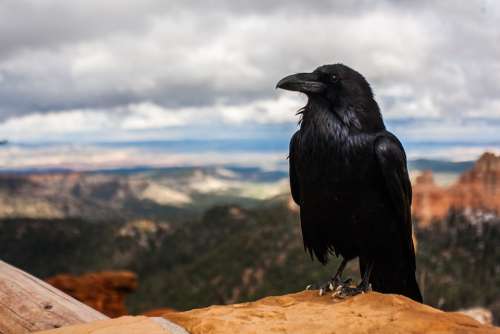 Crow Raven Bird Black Animal Nature Feather