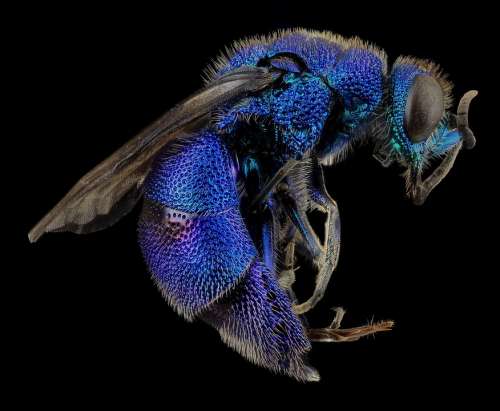 Cuckoo Wasp Wasp Insect Bee Macro Mounted Blue