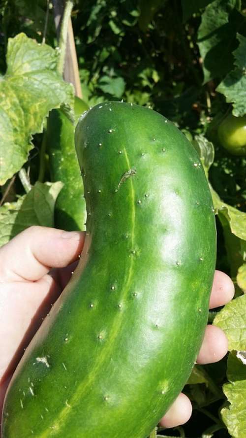 Cucumber Green Hand Mature