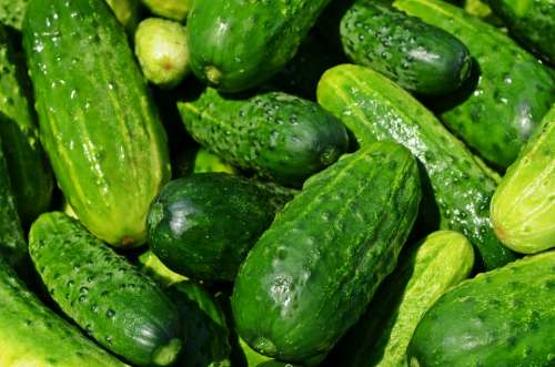 Cucumbers Vegetables Green Healthy Fresh Eating