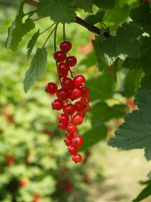 Currant Red Garden Berries Food Mature Plant