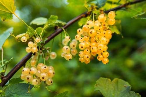 Currant White Fruit Fresh Berry Sweet Food