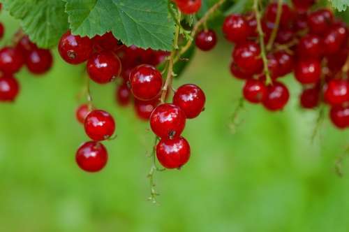 Currant Red Red Currant Fruit Soft Fruit Berries