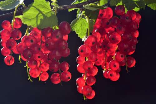 Currants Red Fruit Fruits Close Up Garden Berries