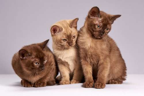 Cute Cats Kittens Animals Mammals Pet