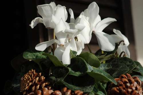 Cyclamen White Flowers Flowers