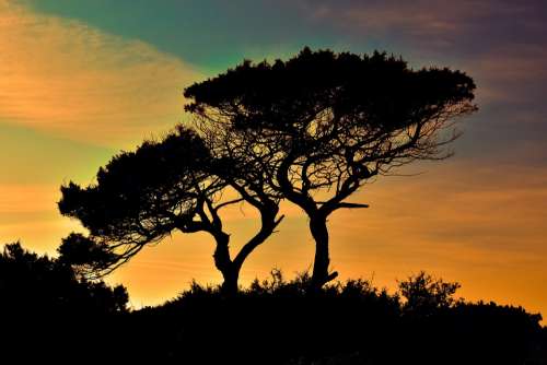 Cyprus Cavo Greko National Park Trees Sunset