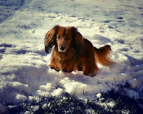 Dachshund Winter Snow Dog