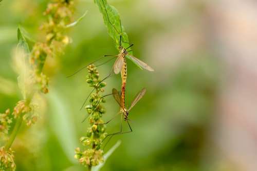 Daddy Longlegs Insect Mosquitoes Tipulidae Fly