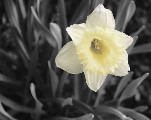 Daffodil Black And White Flower Easter Spring