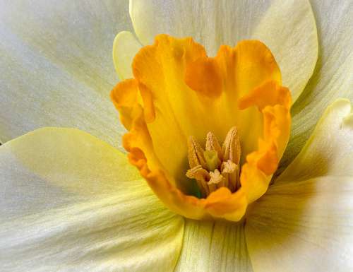 Daffodil Wildflower Yellow Botany Blossom Floral