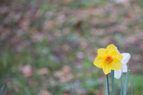 Daffodil Flower Blossom Bloom Yellow Plant Spring