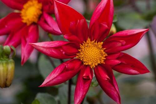 Dahlias Dahlia Geothermal Plant Composites Red