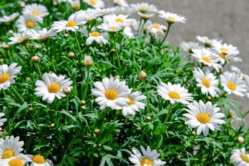 Daisies Flowers Bloom White Yellow Plant Nature