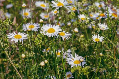 Daisies Flowers Bloom Nature Meadow Flower Meadow