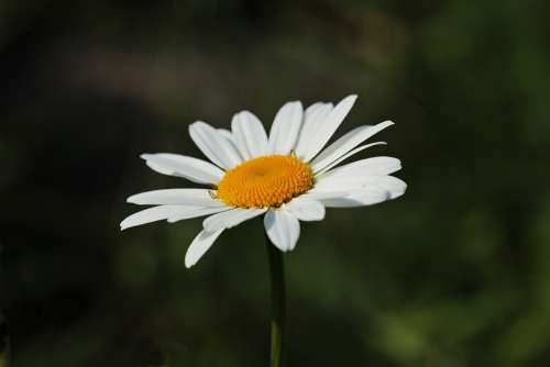 Daisies White Yellow Blossom Bloom Plant Flowers