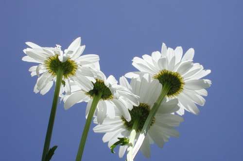 Daisies Flowers Plant Garden White Petal Spring