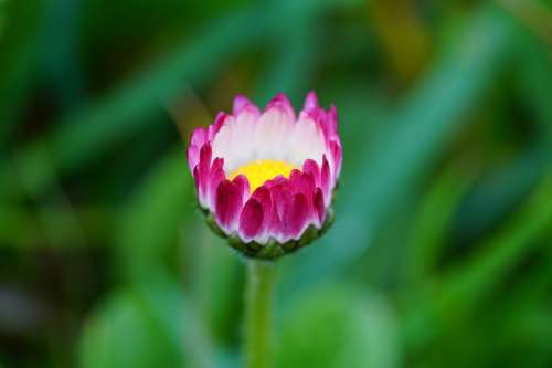 Daisy Flower Blossom Bloom Pink Tender Pretty