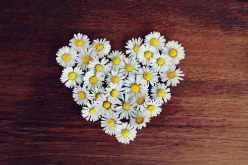 Daisy Heart Daisy Heart Love Heart Shaped Romantic