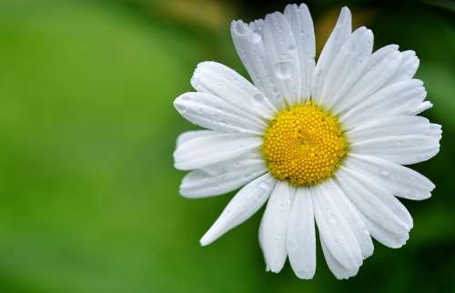 Daisy Flower Summer Meadow Yellow White Floristry