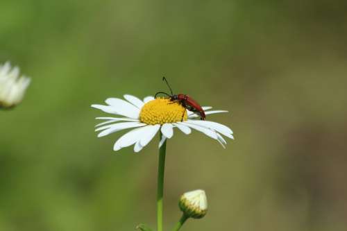 Daisy Beetle Insect Red Beetle Nature Flower