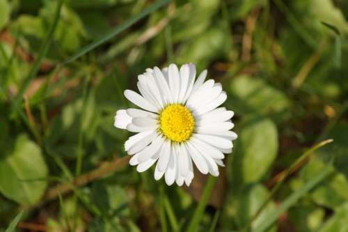 Daisy Flower Spring Summer White Yellow Plant