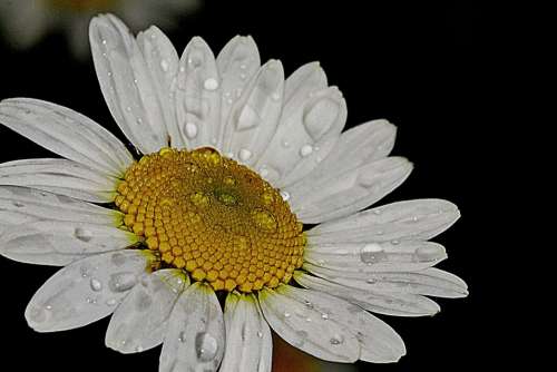 Daisy Flower Nature Summer White Floral Plant