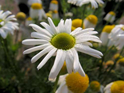 Daisy White Flower Spring