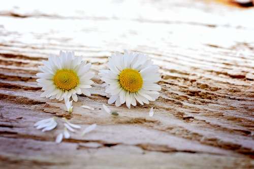 Daisy Flowers Wildflowers Pair White