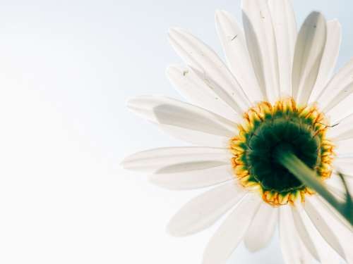 Daisy Flower Plant Perspective From Below White