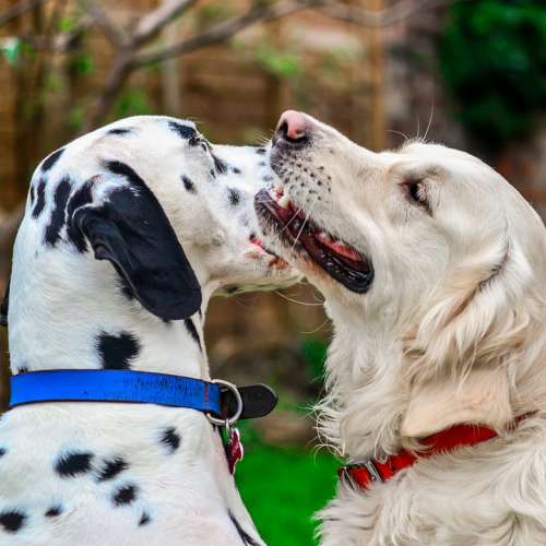Dalmatian Golden Retriever Portrait Dogs