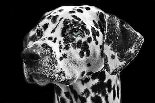 Dalmatians Dog Animal Head Animal Portrait