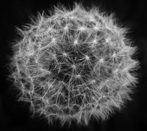 Dandelion Flower Abstract Seeds