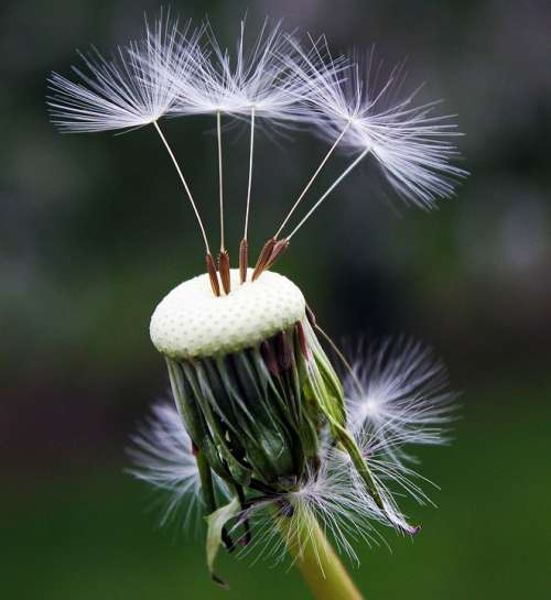 Dandelion Seeds Nature Spring Flower