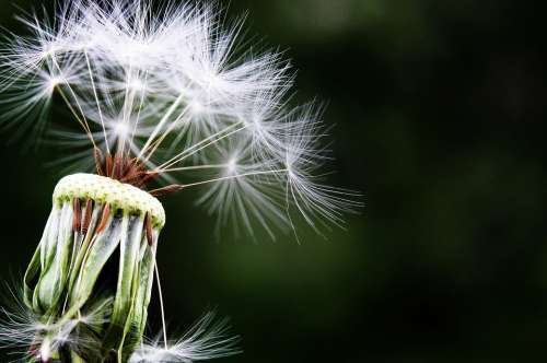Dandelion Seeds Pointed Flower Meadow Nature