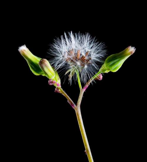 Dandelion Small Flower Wild Flower Blossom Bloom