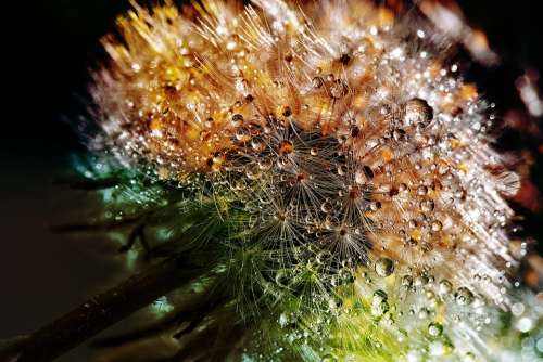 Dandelion Dewdrop Flower Close Up Nature Macro