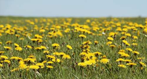 Dandelion Meadow Dandelion Meadow Spring Yellow