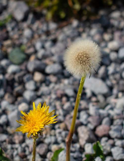 Dandelion Wild Flowers Rocks Macro Nature