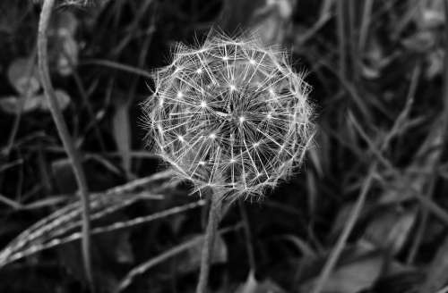 Dandelion Plant Seeds Pods Stem Flower