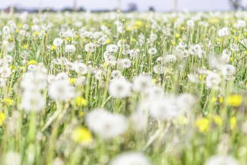 Dandelion Flowers Yellow Green Light Delicate