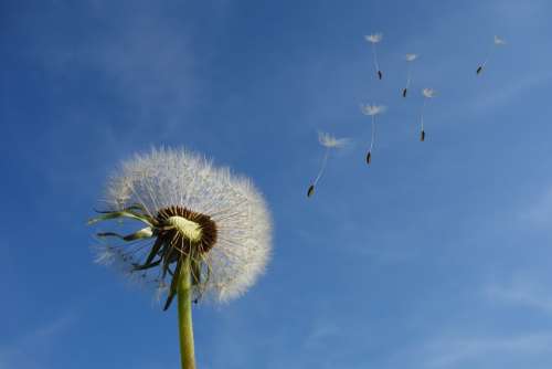 Dandelion Sky Flower Nature Seeds Plant Spring