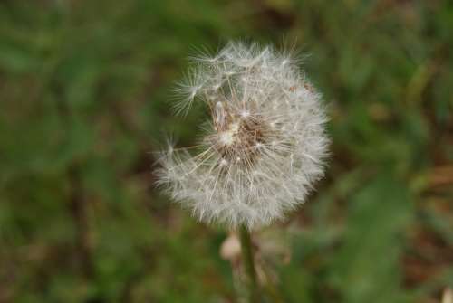 Dandelion Flower Seeds Nature